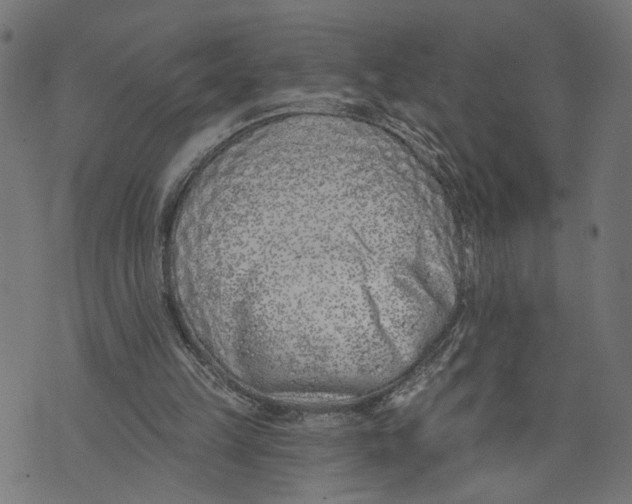 X0000073950149200609181410