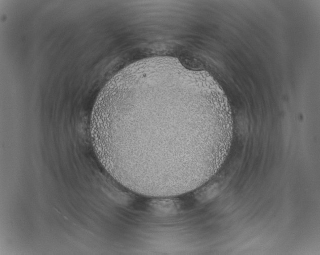 X0000073950181200609181410