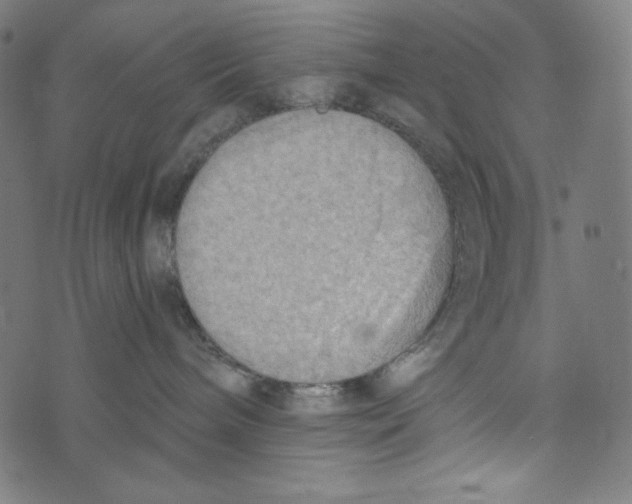 X0000073950240200609181409