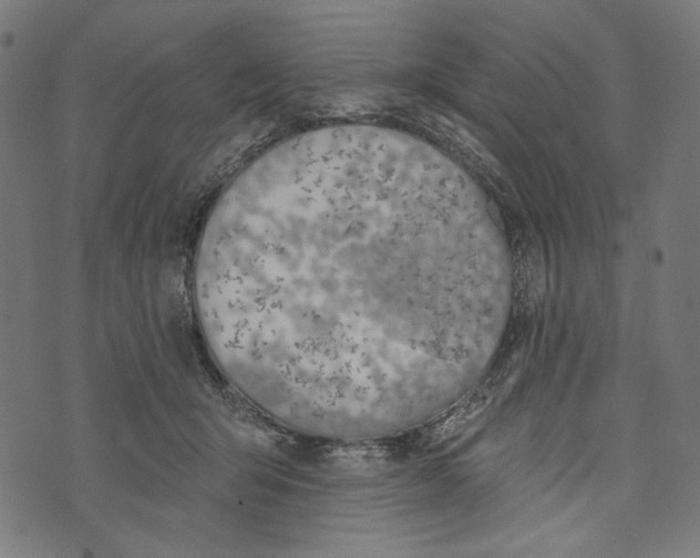 X0000073950415200609181406