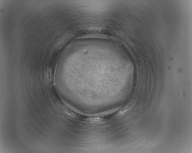 X0000073950528200609181404