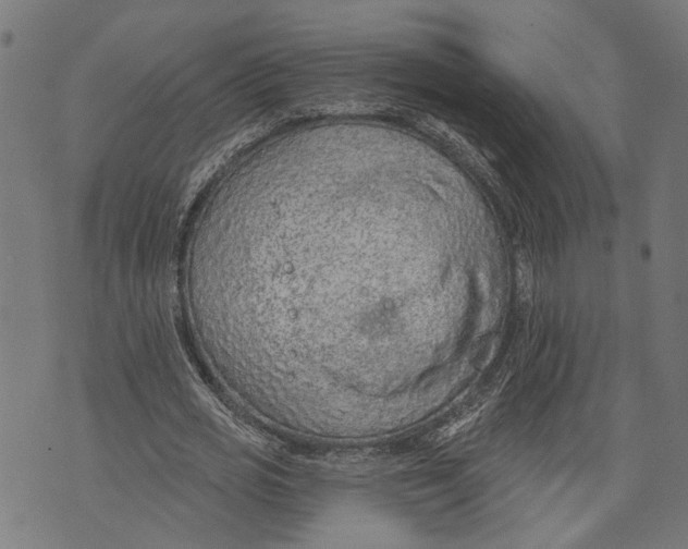 X0000073950725200609181400