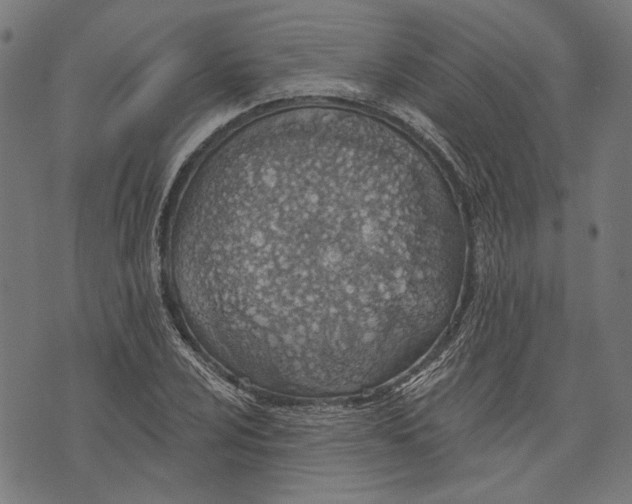 X0000073951024200609181356