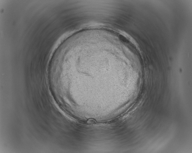 X0000073951429200609181350