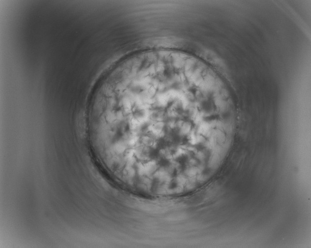 X0000073970012200609051857