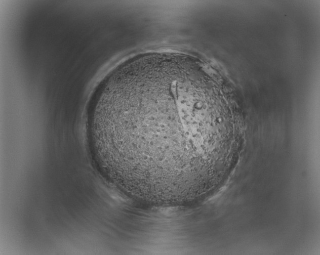 X0000073970295200609051852