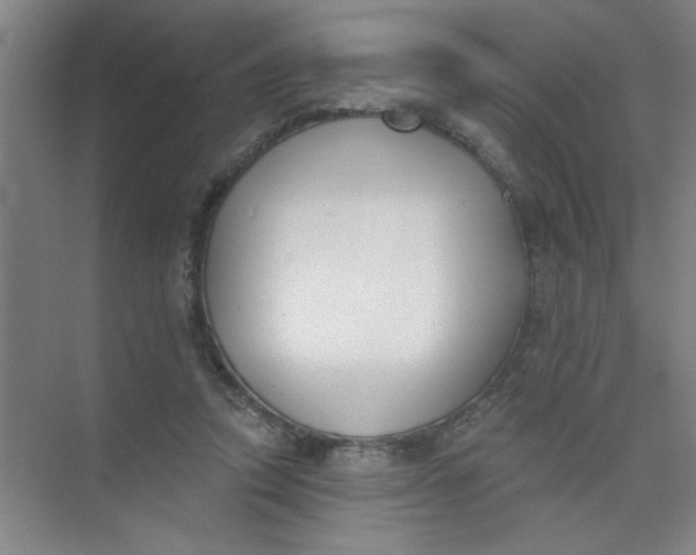 X0000073970354200609051851