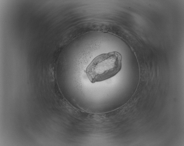 X0000073971013200609051839