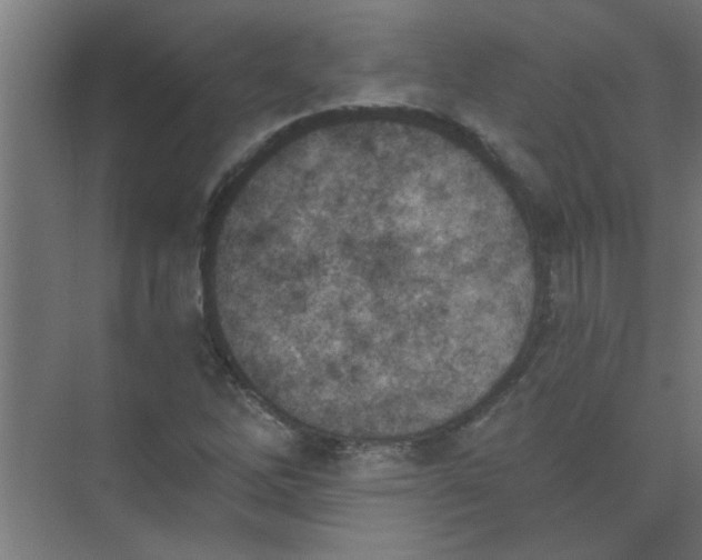 X0000073971262200609051836