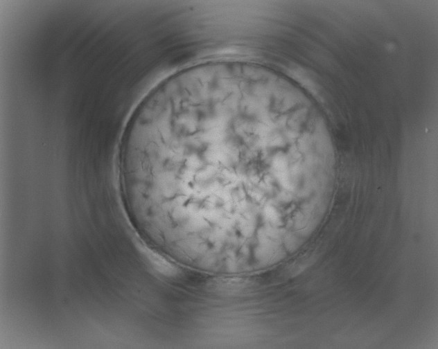 X0000073971474200609051832