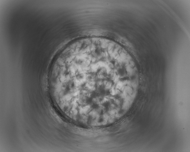 X0000073970012200609111754