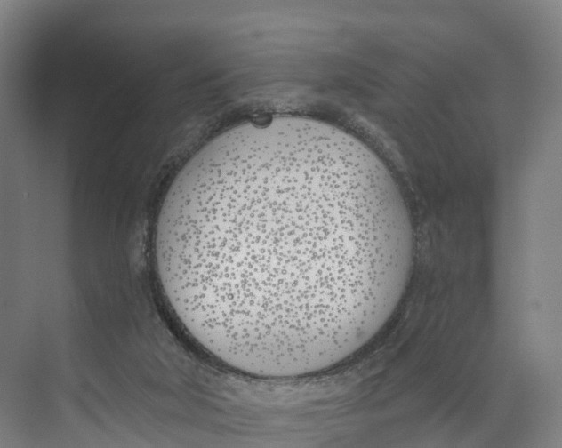 X0000073970018200609111754