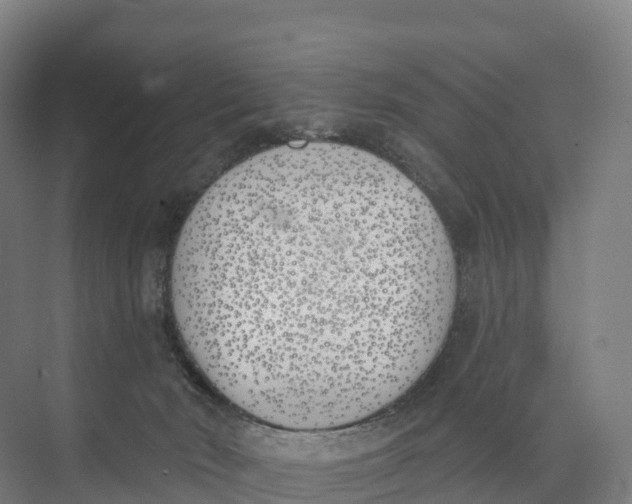 X0000073970030200609111753