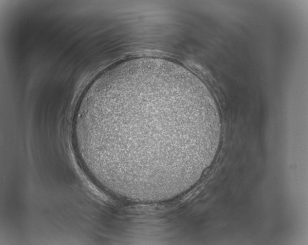 X0000073970049200609111752