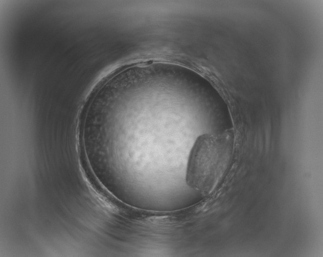 X0000073970054200609111752