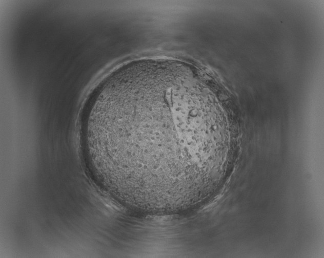 X0000073970295200609111749