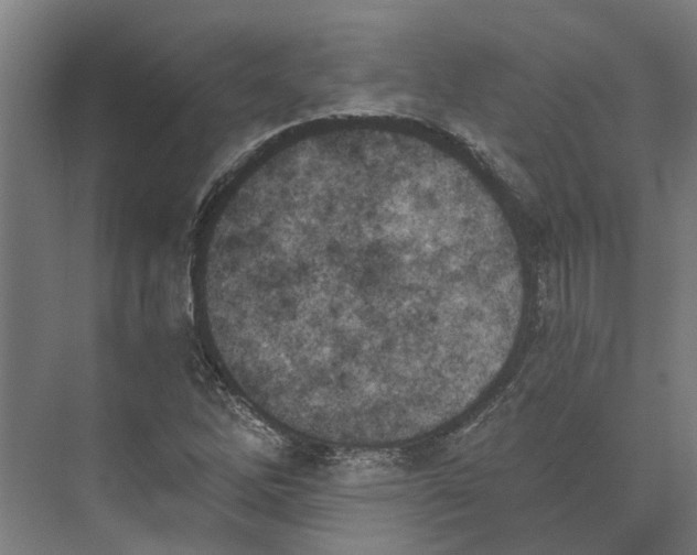 X0000073971262200609111733