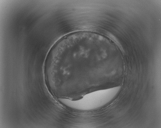 X0000073971291200609111732