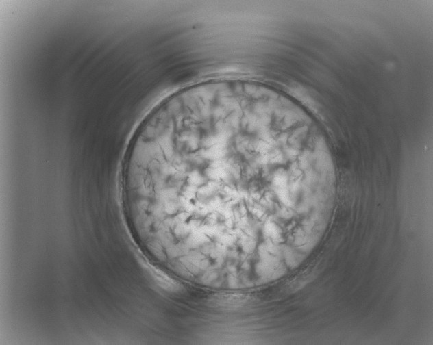 X0000073971474200609111729