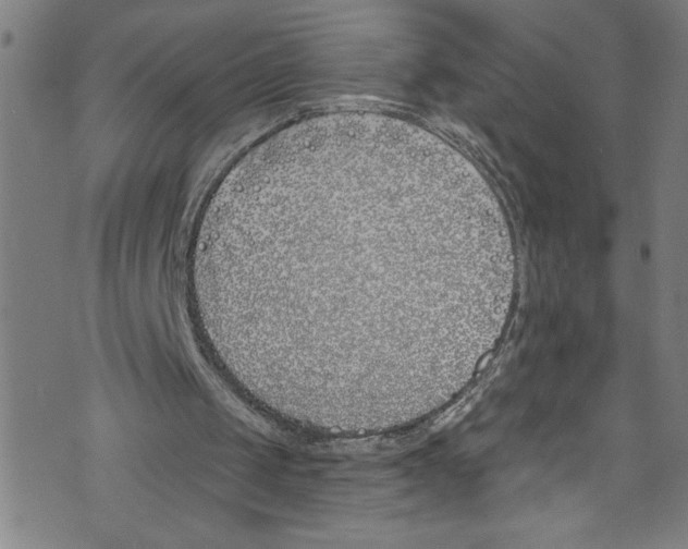 X0000073970049200609181501