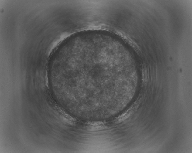 X0000073971262200609181442