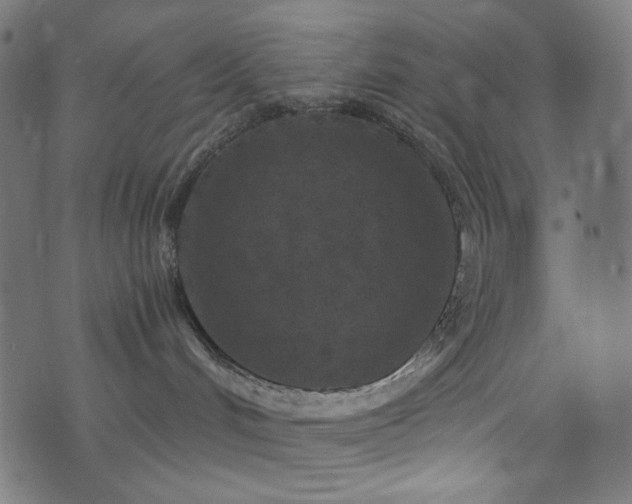 X0000073980048200608211306