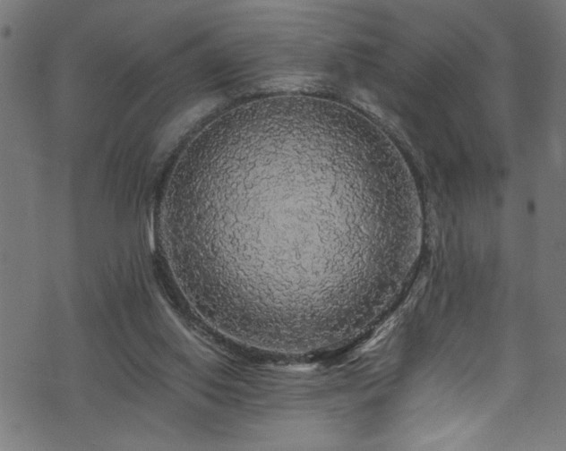 X0000073980062200608211305