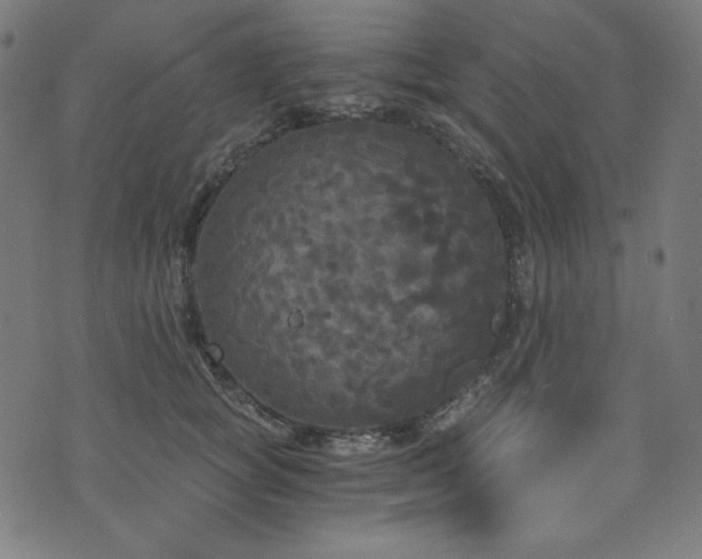 X0000073980757200608211254