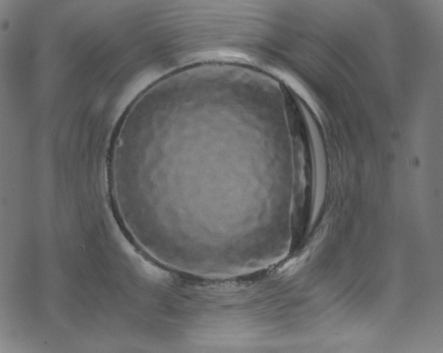 X0000073980999200608211250