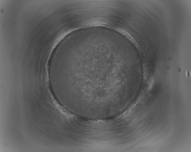 X0000073981031200608211250