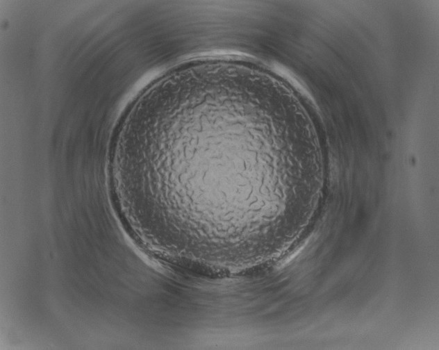 X0000073981237200608211247