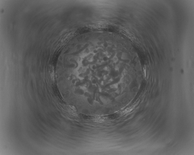 X0000073981251200608211246