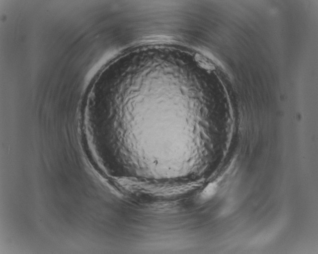 X0000073981325200608211245