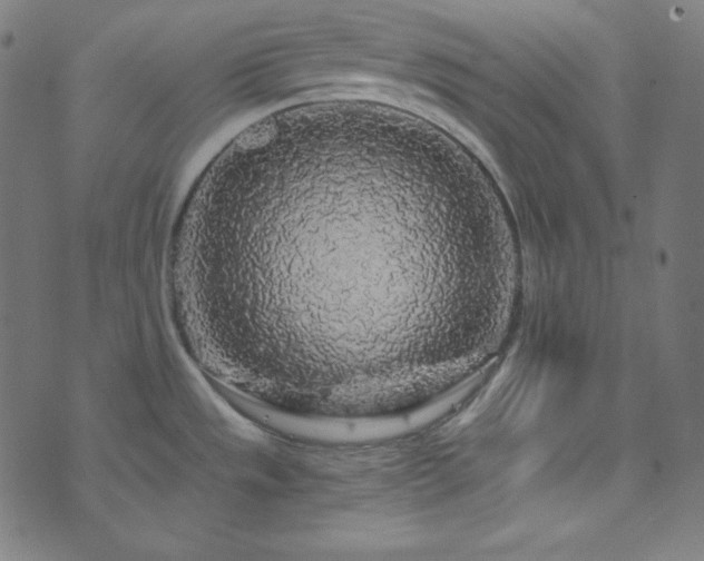 X0000073981533200608211242