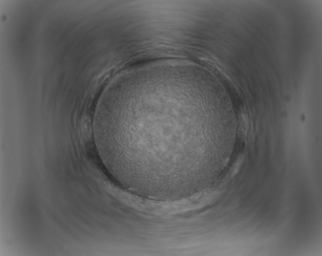X0000073980043200608281250