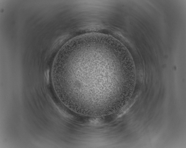 X0000073980070200608281249