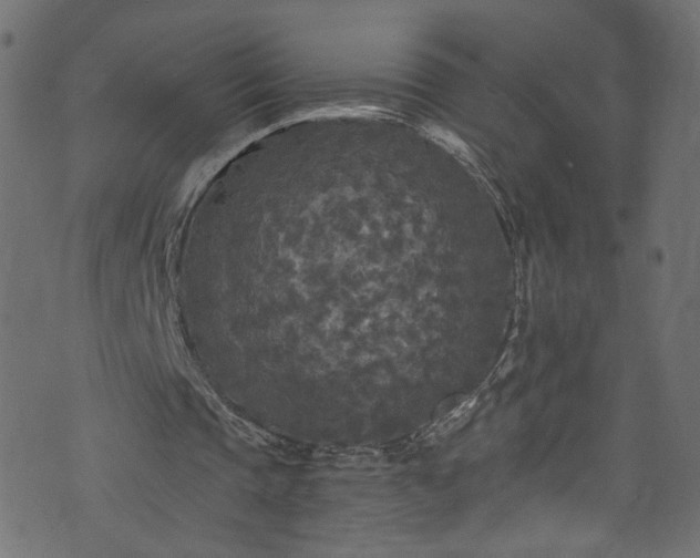 X0000073980337200608281244
