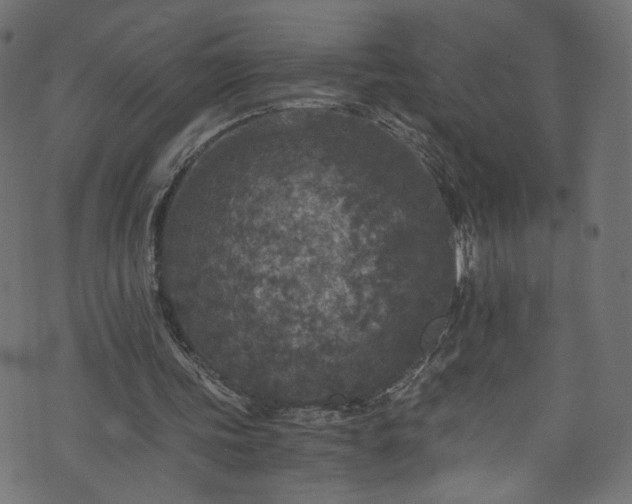 X0000073980339200608281244