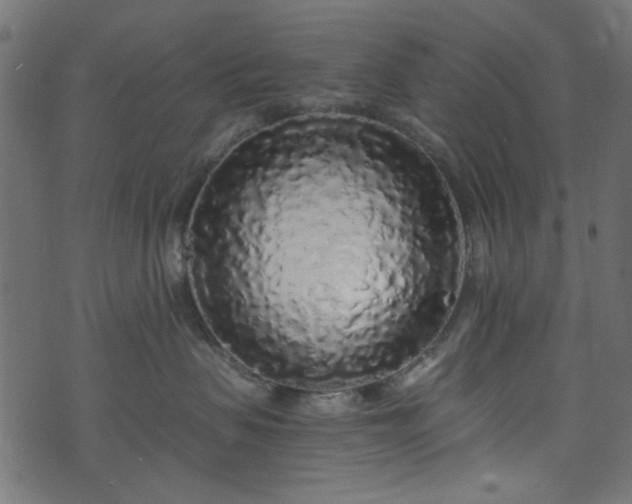 X0000073980479200608281243