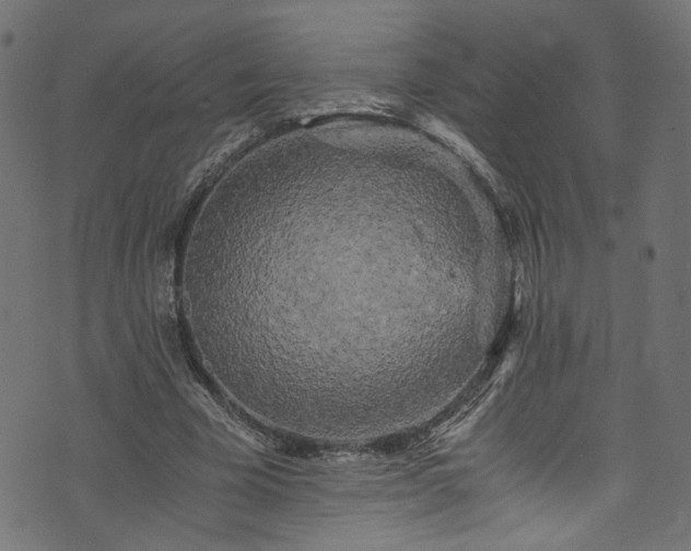 X0000073980585200608281241