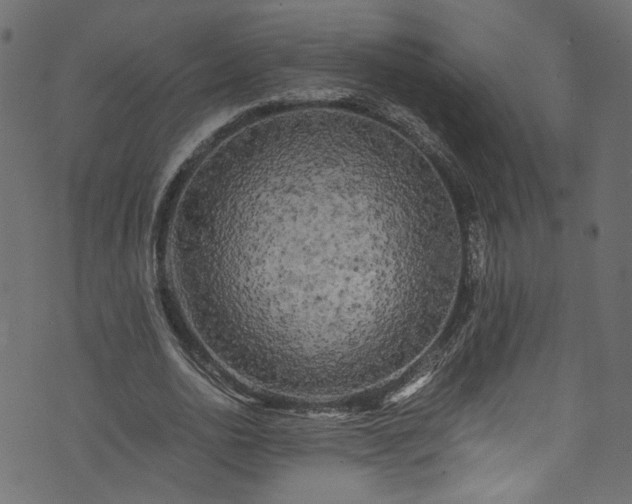 X0000073980726200608281238