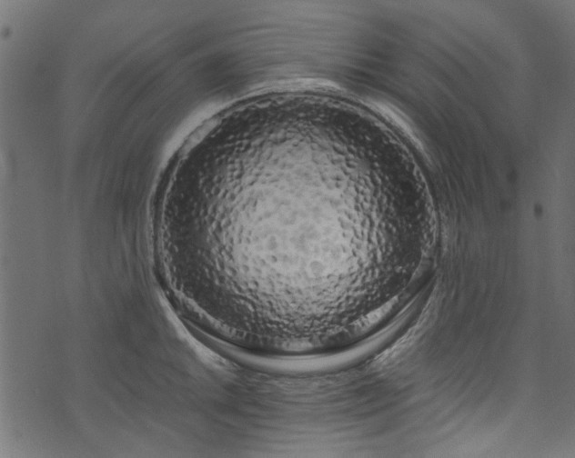 X0000073981046200608281234