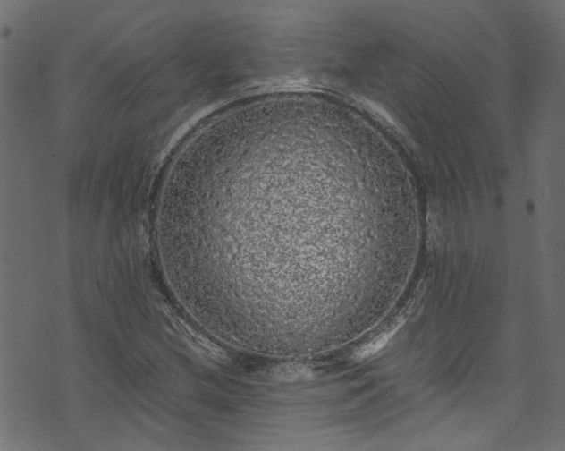 X0000073981212200608281230