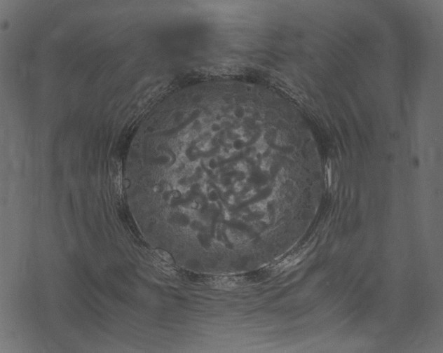 X0000073981251200608281230