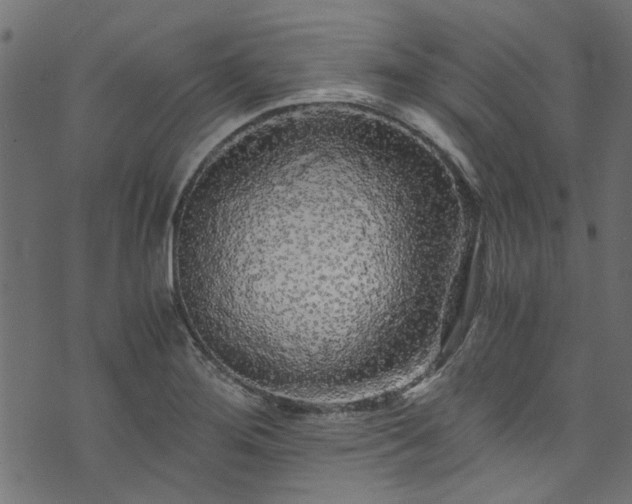 X0000073981276200608281229