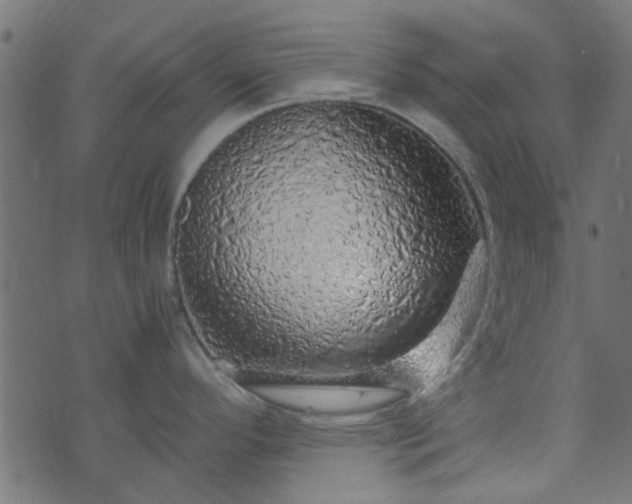 X0000073981296200608281229