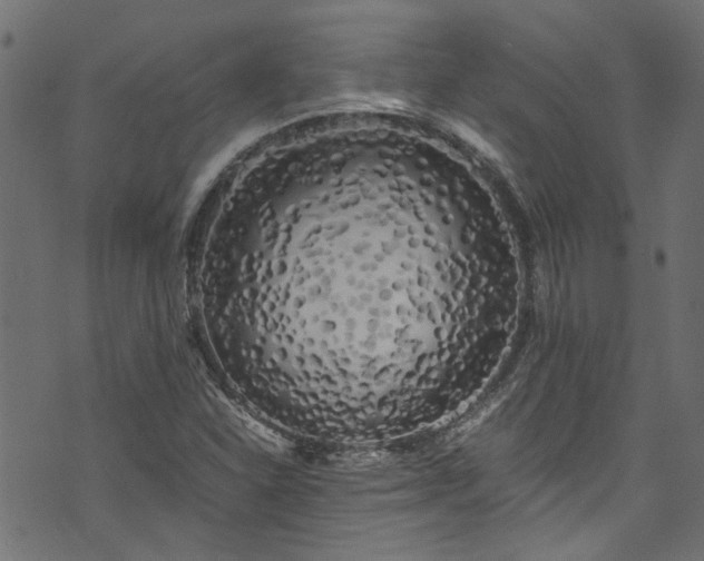 X0000073981310200608281229