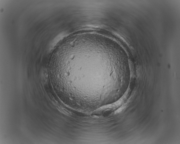 X0000073981355200608281228