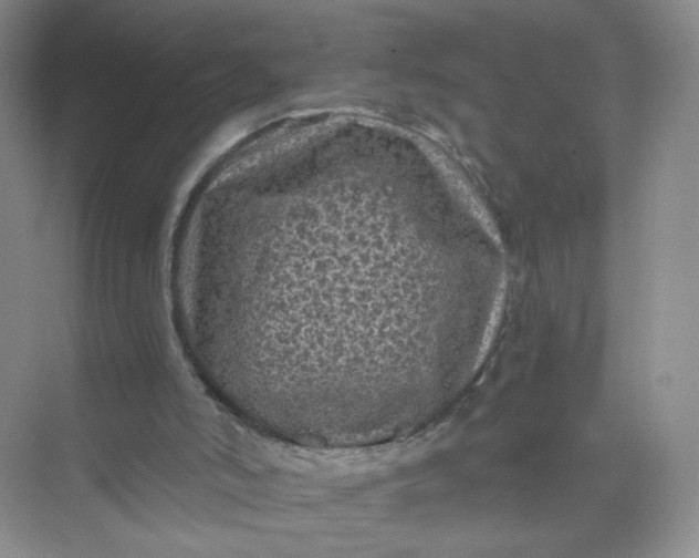 X0000073980006200609051923