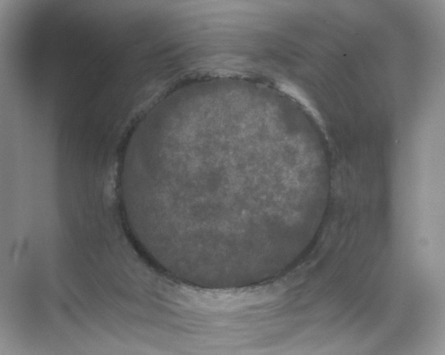 X0000073980018200609051923